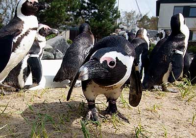 Aachener Zoo Aachener-Zoo-Pinguin-003